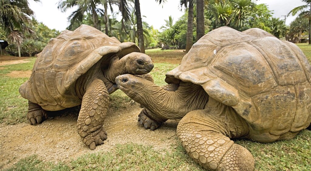 Giant Turtles in Mauritius