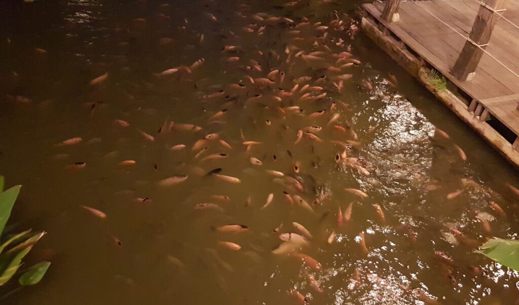 Fishes at Siam Niramit